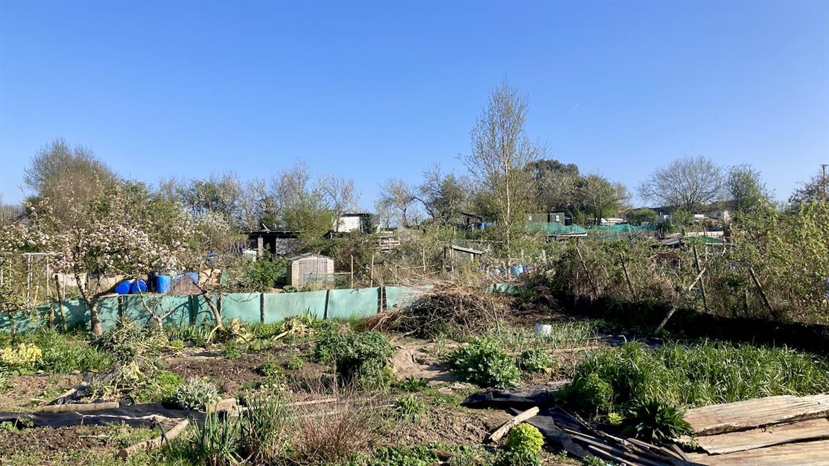 Teynham Allotments run by the Parish Council